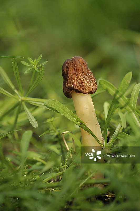 李子树下生长的羊肚菌图片素材