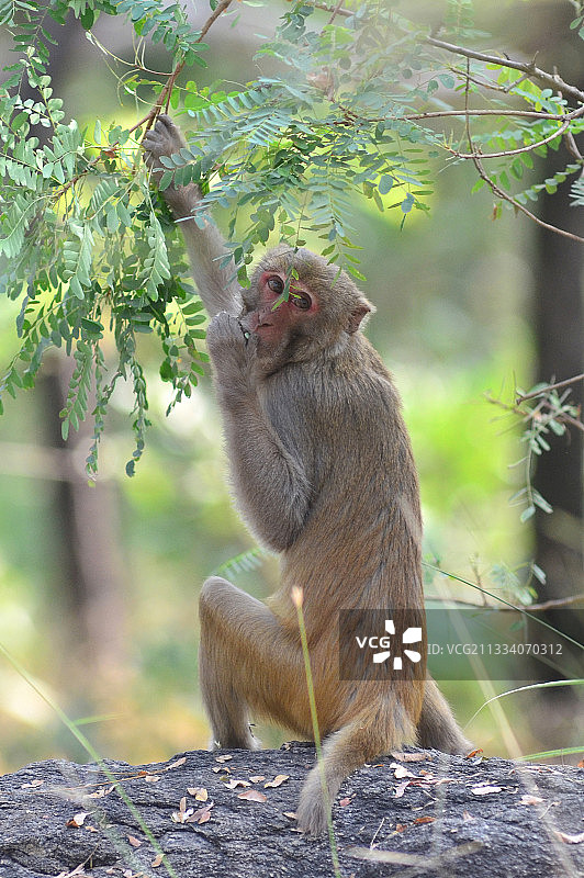 猕猴比在野外更常见于人类附近图片素材