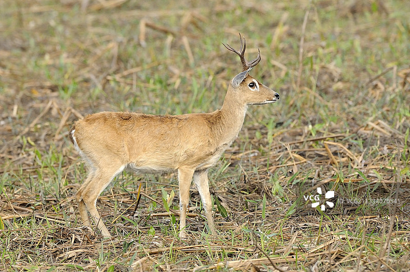 巴西潘塔纳尔湿地潘帕斯鹿图片素材