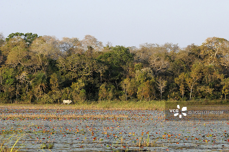 巴西潘塔纳尔湿地风光图片素材