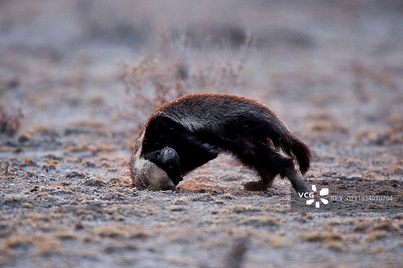 蜜獾食用蜣螂粪球，纳米比亚图片素材