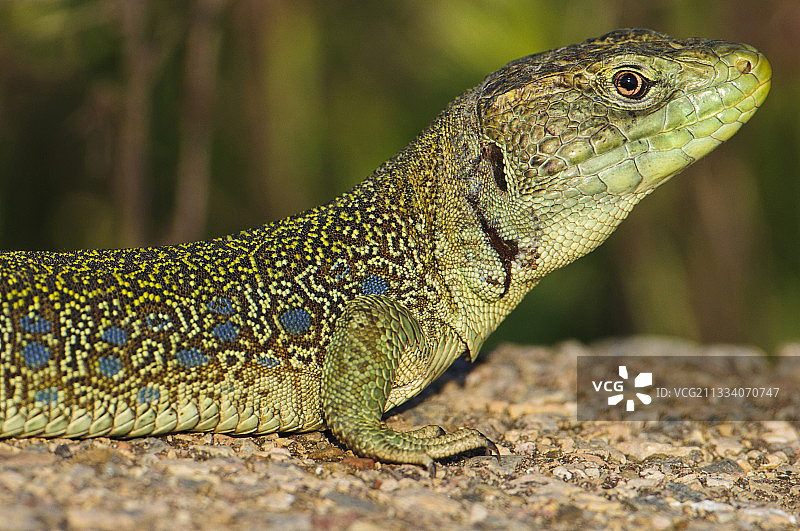 西班牙埃斯特雷马杜拉岩石上的眼斑蜥蜴图片素材