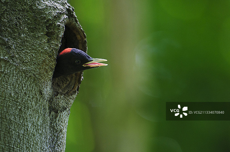 在德国巴伐利亚州洞穴入口处的黑啄木鸟图片素材