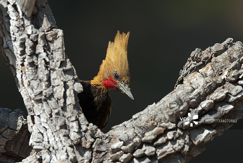 皮奥伊巴西的枯树干上的金冠啄木鸟图片素材