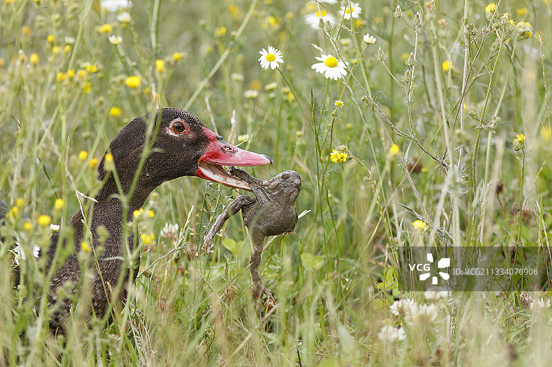 麝香鸭正在吃一只蟾蜍图片素材