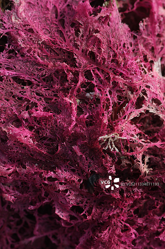 法国布列塔尼海滩上的粉色海藻图片素材