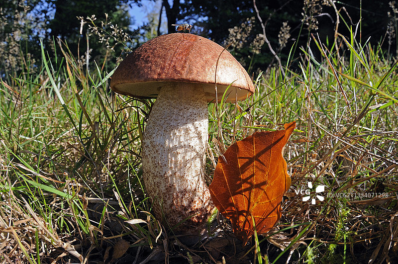 草地上的牛肝菌和落叶，法国图片素材