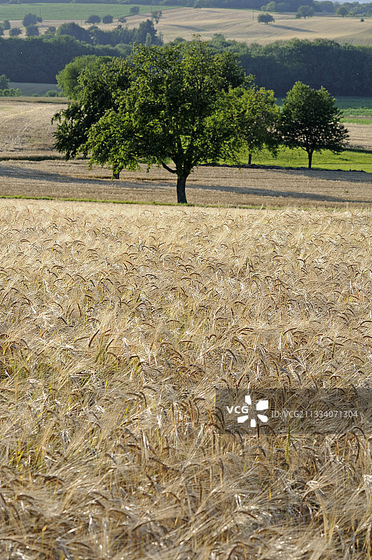 法国弗朗什-孔泰的小麦作物和果园图片素材