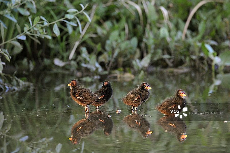水中的小黑水鸡—法国图片素材