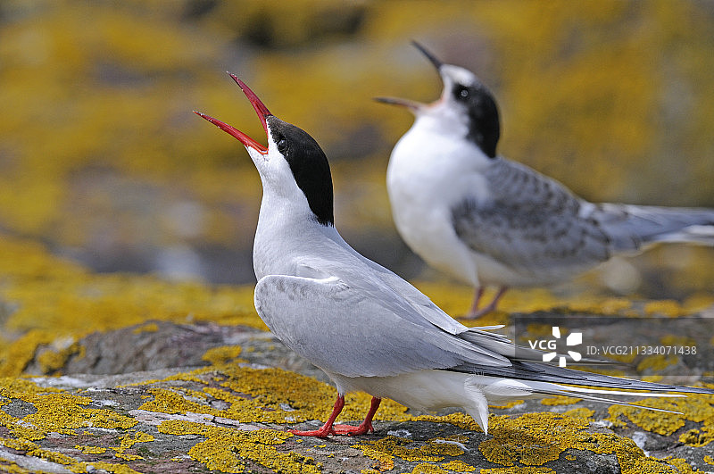 英国法恩群岛岩石上觅食的北极燕鸥图片素材