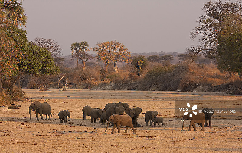 姆瓦古西：大象在自挖水井中解渴图片素材