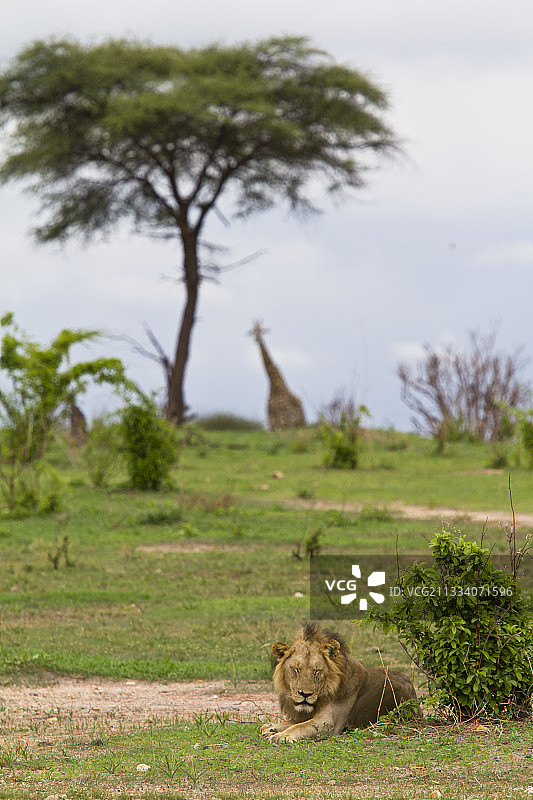 狮子在灌木丛旁休息，远处可见马赛长颈鹿图片素材
