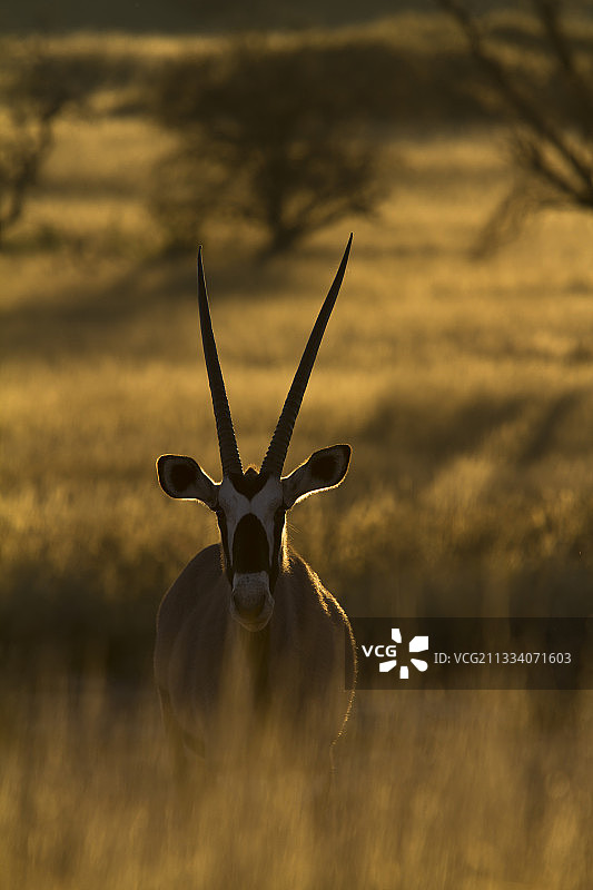 在卡拉哈里沙漠南非，清晨阳光逆光下的雄性羚羊图片素材