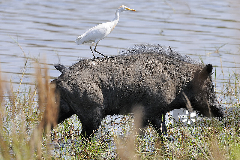 背上站着牛背鹭的野猪（巴西）图片素材