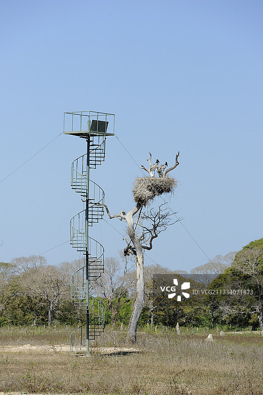 巴西潘塔纳尔美洲鹮观景塔图片素材