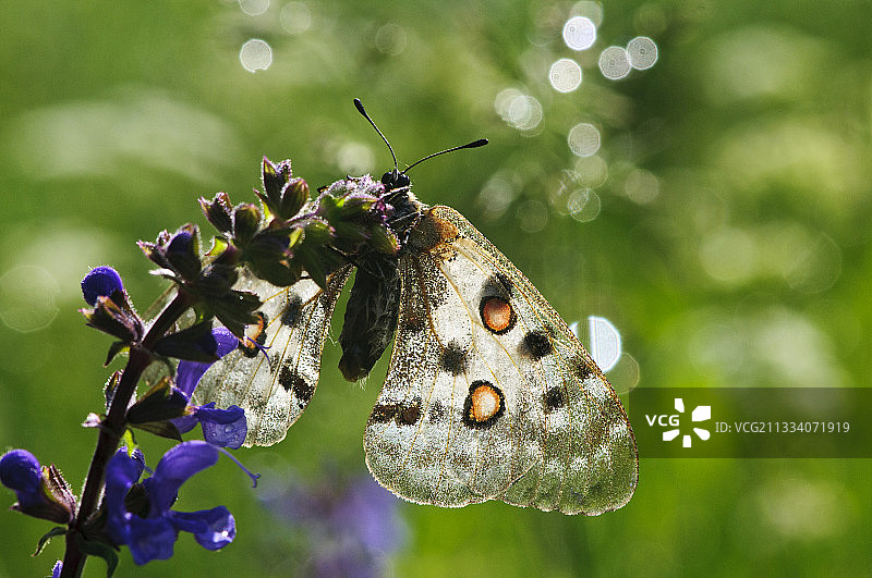 法国埃克兰山脉的鼠尾草上的阿波罗绢蝶图片素材