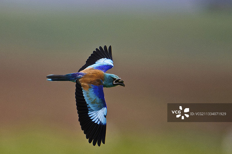 西班牙埃斯特雷马杜拉的捕食欧金鹃图片素材