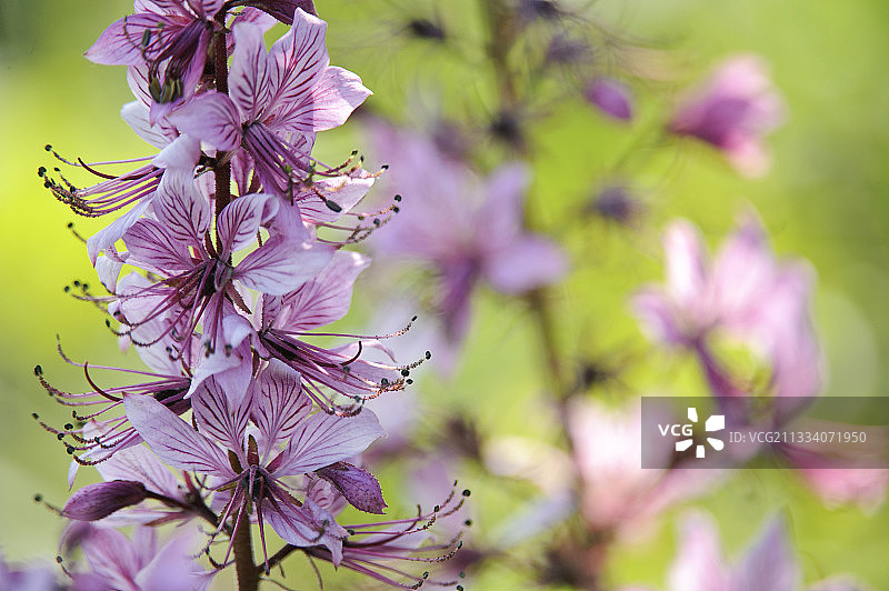 法国阿尔萨斯干燥草坪上的瓦斯植物花图片素材