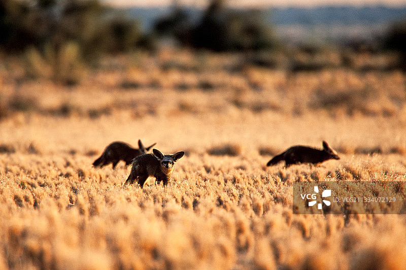 纳米比亚诺克卢福特国家公园的大耳狐群图片素材