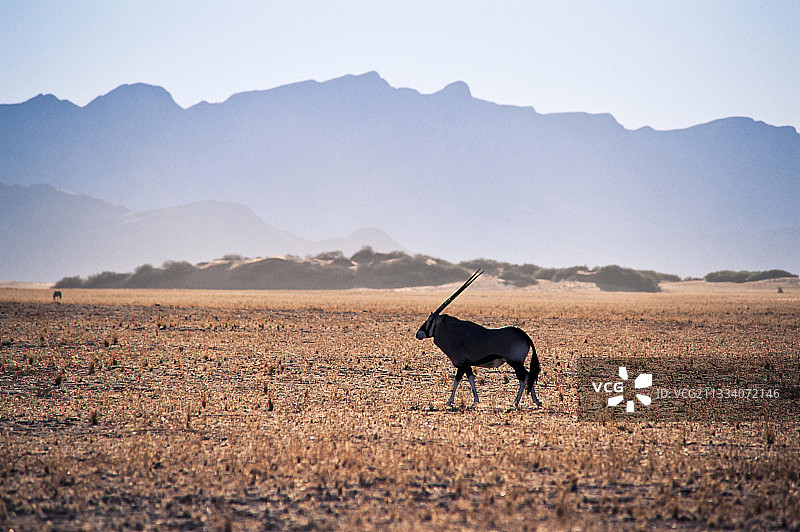 剑羚穿过纳米比亚半干旱平原图片素材