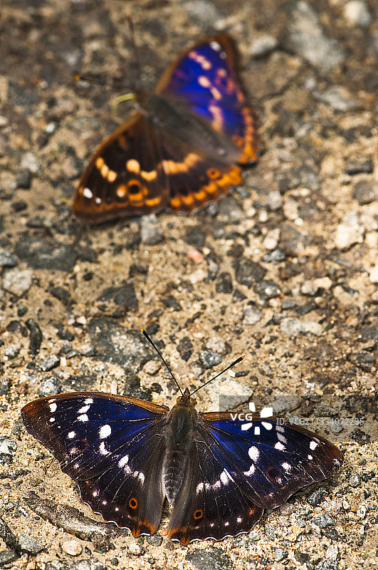 小紫蛱蝶在地面上吸收矿物质图片素材