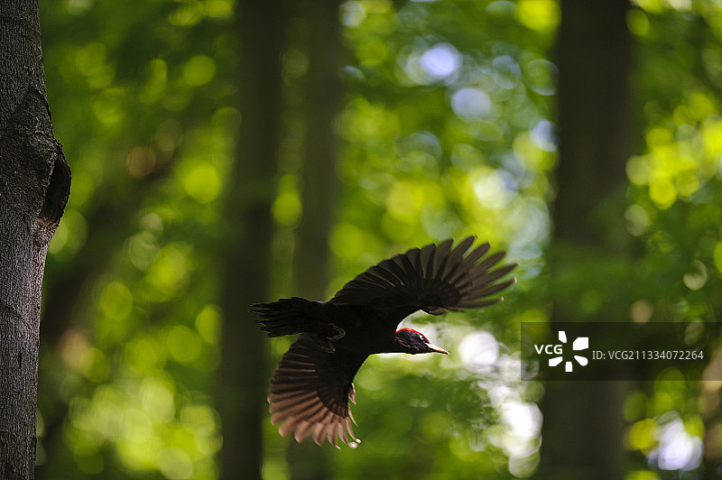 雄性黑啄木鸟飞离巢穴（德国）图片素材