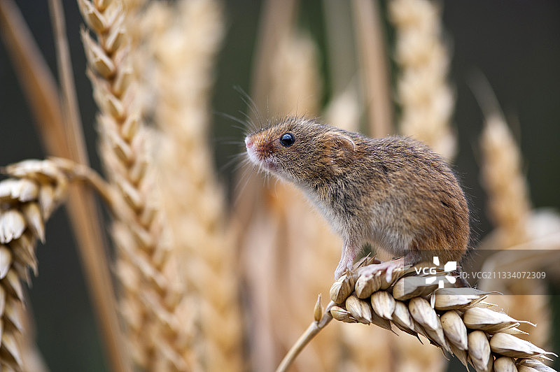 坐在法国阿尔萨斯玉米穗上的小家鼠图片素材