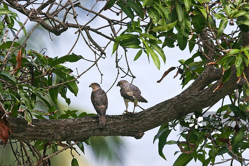 一对弗朗西斯鹰雀栖息在马约特岛的树上图片素材