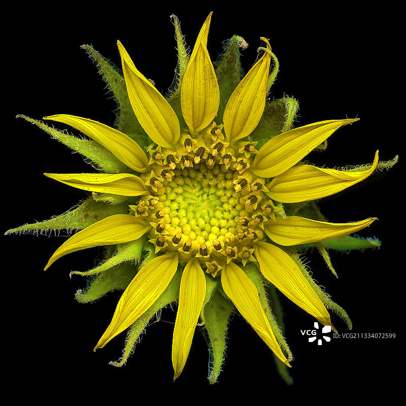 黑色背景上的向日葵图片素材