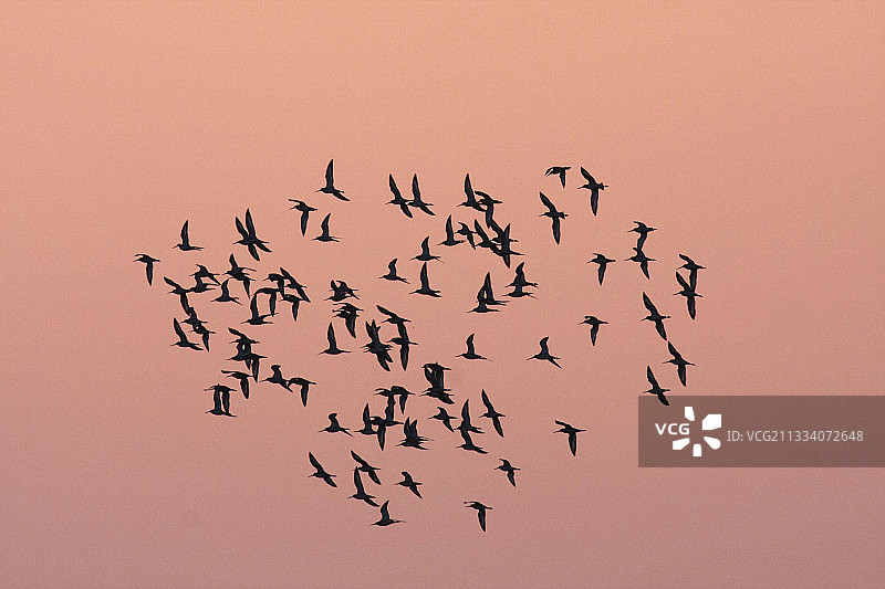 法国日落时分的黑尾塍鹬飞翔图片素材