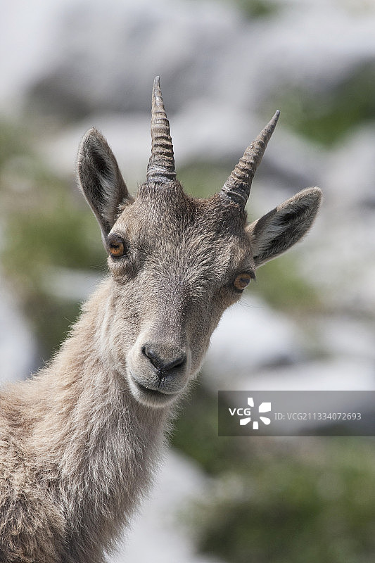 法国阿尔卑斯山脉的雌性高山野生山羊肖像图片素材