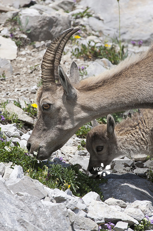 雌性阿尔卑斯野山羊教它的幼崽在法国吃草图片素材