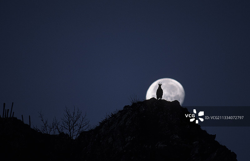 发情期图片素材