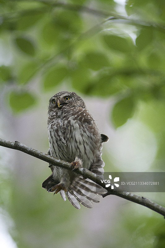 小鸮成年个体伸展右翼，瑞士图片素材