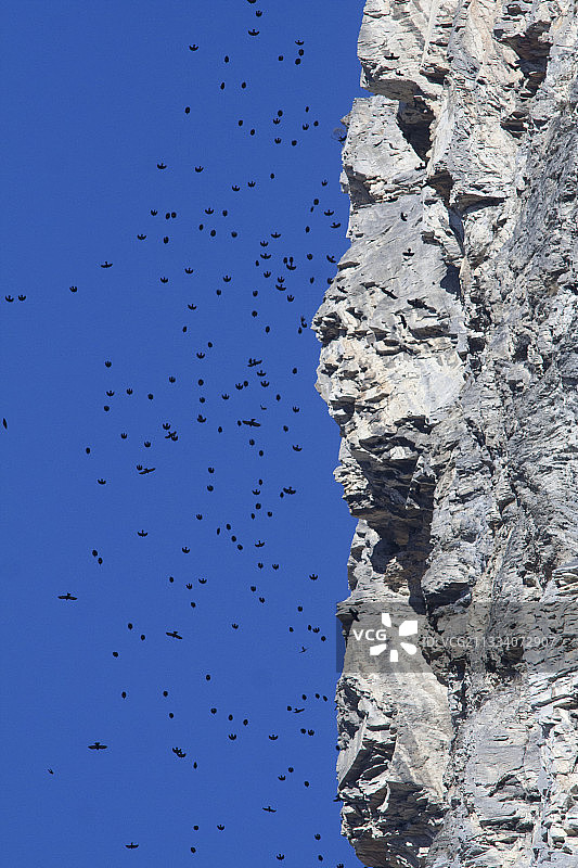 高山兀鹫飞向筑巢的悬崖图片素材