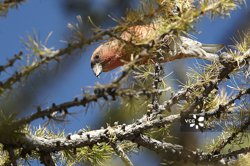 法国梅康图尔国家公园的松雀图片素材