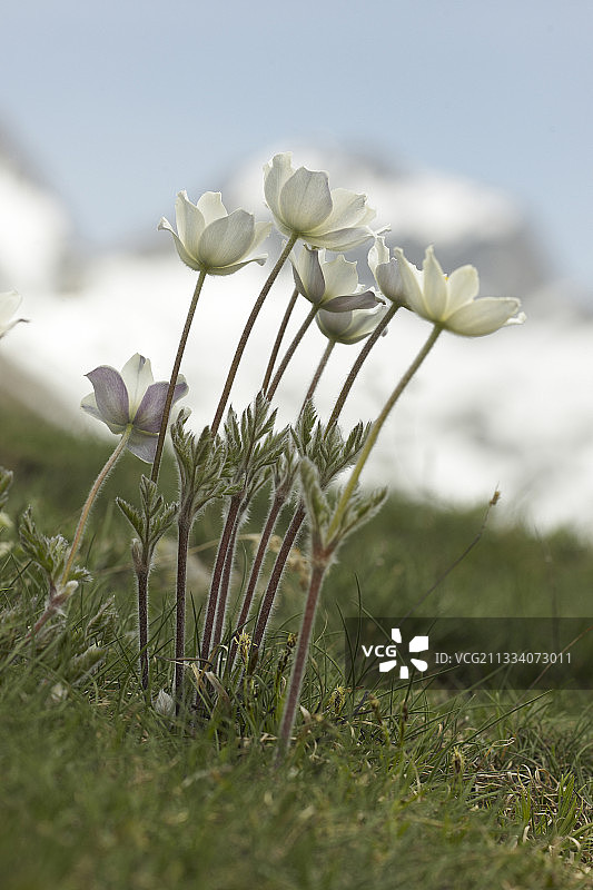 梅康图尔山区PN Gelas前的高山银莲花图片素材