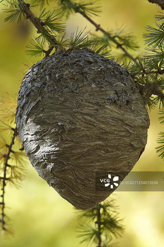 法国梅康图尔国家公园的胡蜂窝图片素材