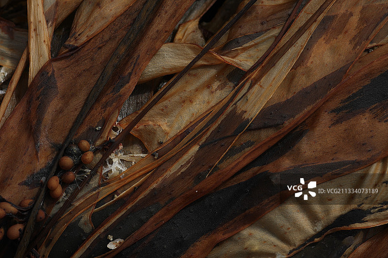 在法国布列塔尼海滩上干燥的棕色藻类图片素材