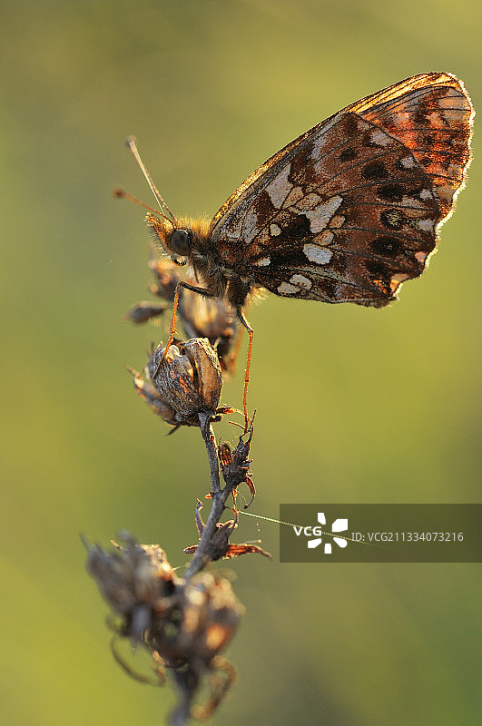 日落时分法国阿利埃省的银色豹纹蝶图片素材