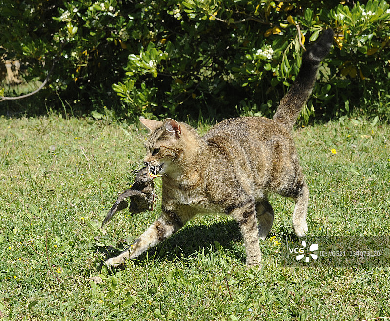 猫咪叼着一只鸟图片素材