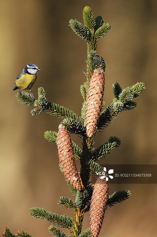 冬天栖息在松树上的蓝山雀图片素材