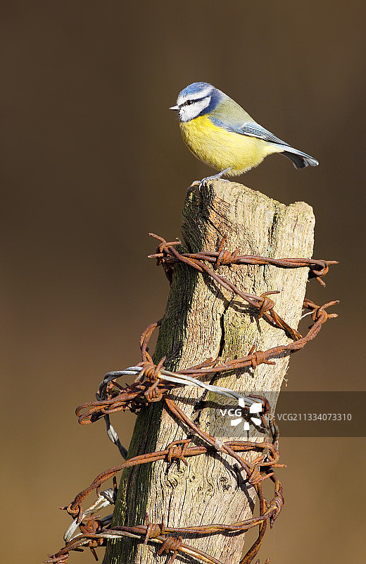 栖息在冬季栅栏柱子上的蓝山雀图片素材