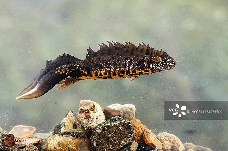 在英国春季水域中游泳的雄性北冠蝾螈图片素材