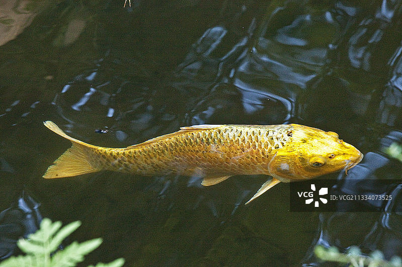 花园池塘中的锦鲤图片素材