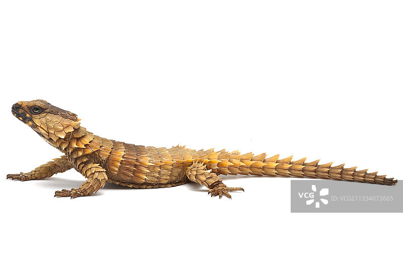 原产地：南非图片素材