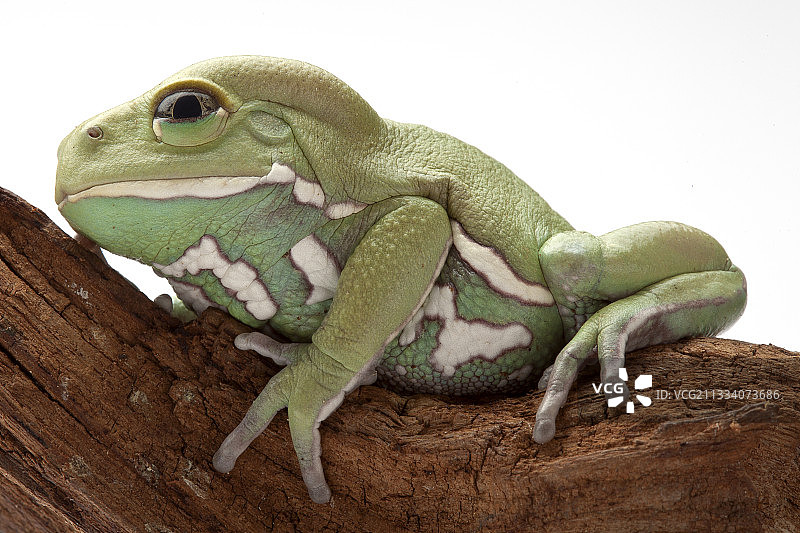 查科地区（阿根廷，巴拉圭）图片素材