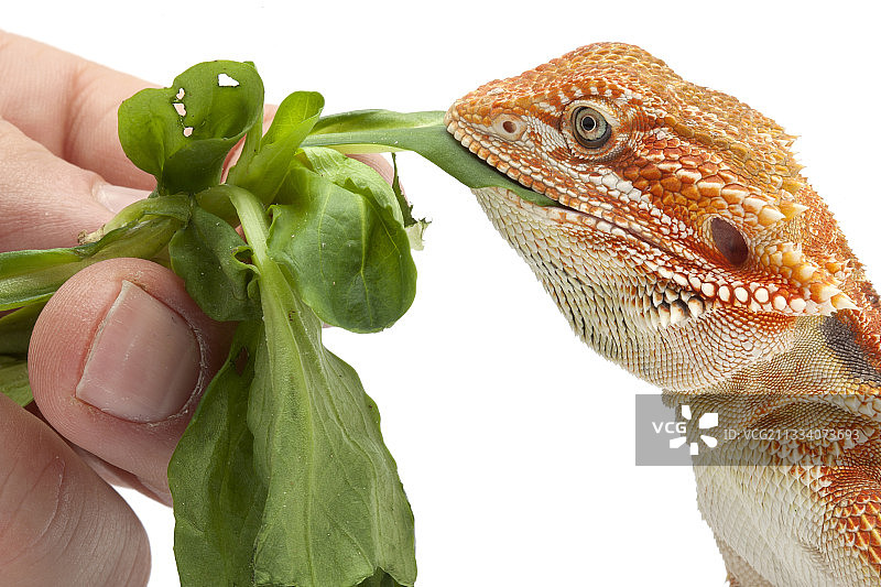 原产地：澳大利亚图片素材