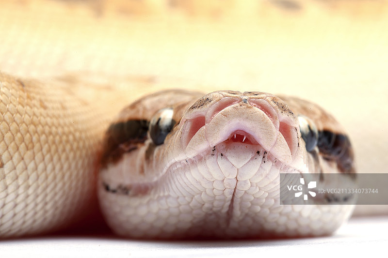 产地：南亚图片素材