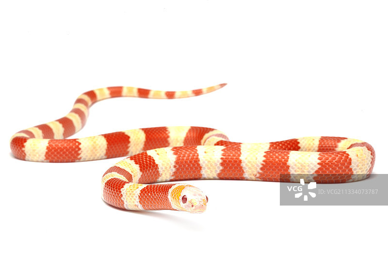 原产地：中美洲图片素材